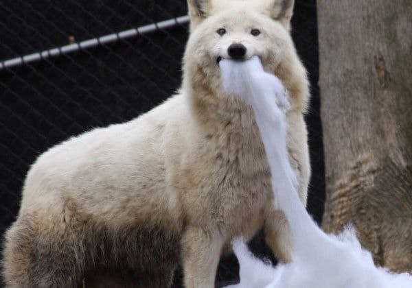 Wolf doin a hecking fluff